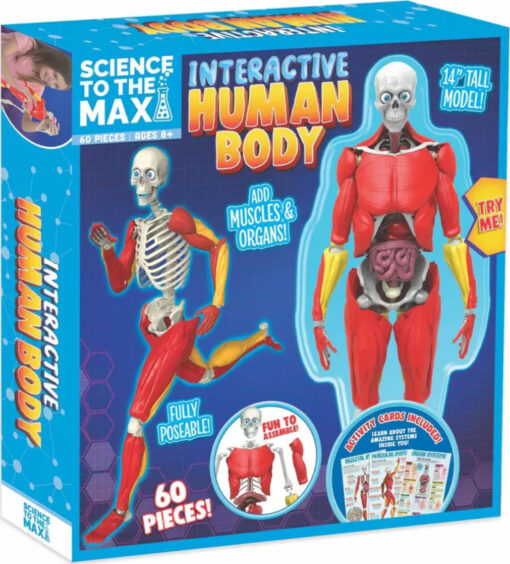 Science to the Max - Interactive Human Body