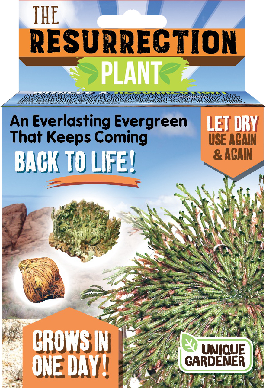 Resurrection Plant (Box)